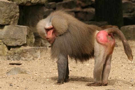 Witching Baboon Absorbent: An Ancient Ingredient With Modern Applications